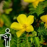 خواص خارخاسک برای لاغری