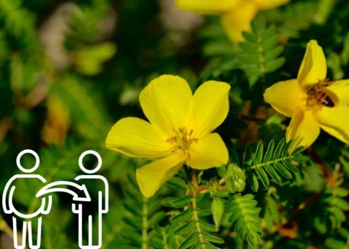 خواص خارخاسک برای لاغری