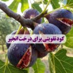 کود تقویتی برای درخت انجیر