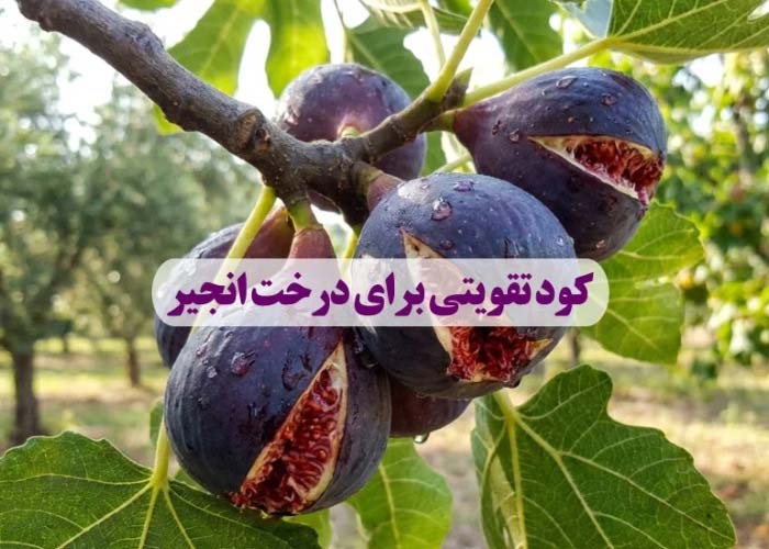 کود تقویتی برای درخت انجیر